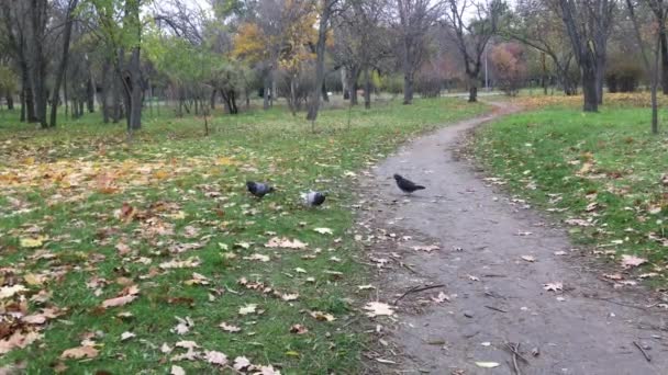 Tres palomas en un parque de la ciudad — Vídeos de Stock