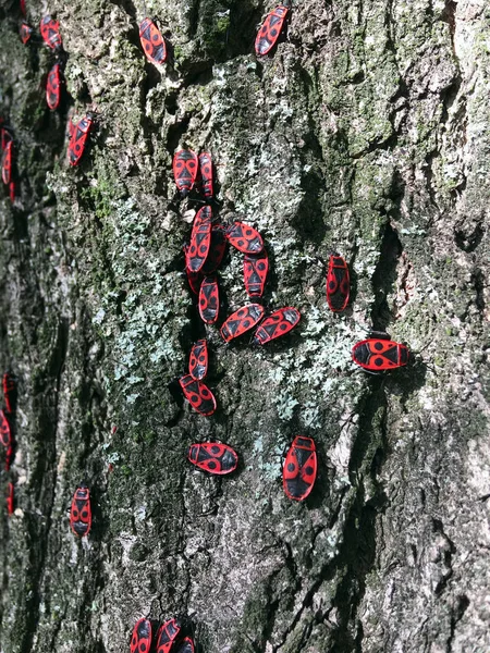 Insetti soldati che strisciano sulla corteccia degli alberi — Foto Stock