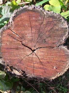 Yüzük ile kesilmiş meşe güdük 