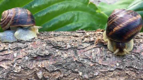  Deux escargots rampant sur la souche 