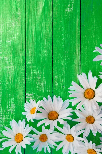 Margaritas blancas sobre un gran fondo de madera verde brillante — Foto de Stock