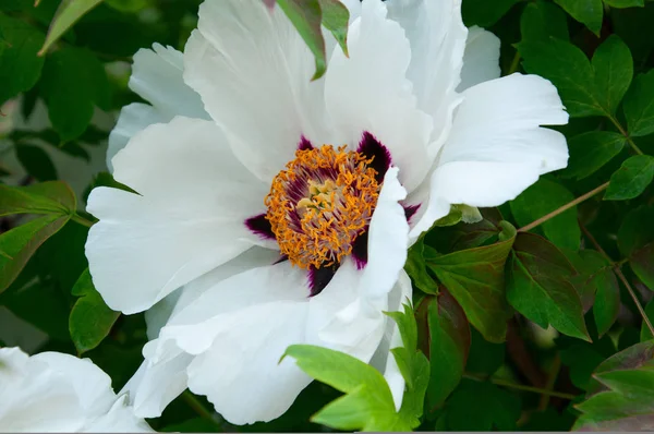 Stor vit pion blomma, närbild — Stockfoto