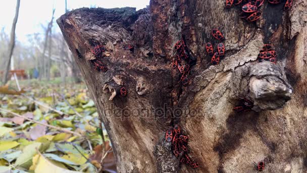 Soldados insectos arrastrándose en la corteza del árbol — Vídeo de stock