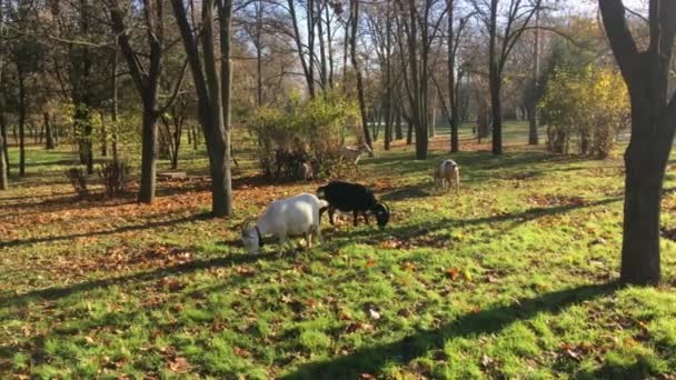 Rebanho de cabras domésticas no início da manhã em um parque da cidade comendo grama — Vídeo de Stock
