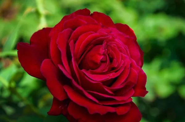 Brote de una rosa roja sobre un fondo de jardín verde —  Fotos de Stock