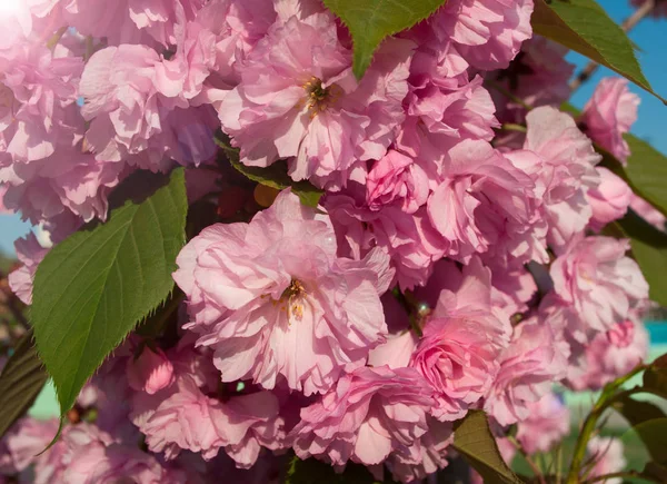 Ramo de flores de cereja rosa na luz do sol brilhante — Fotografia de Stock