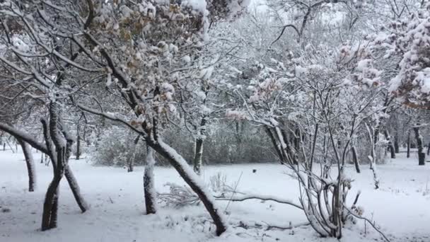 Trees in the park covered with snow — Stock Video