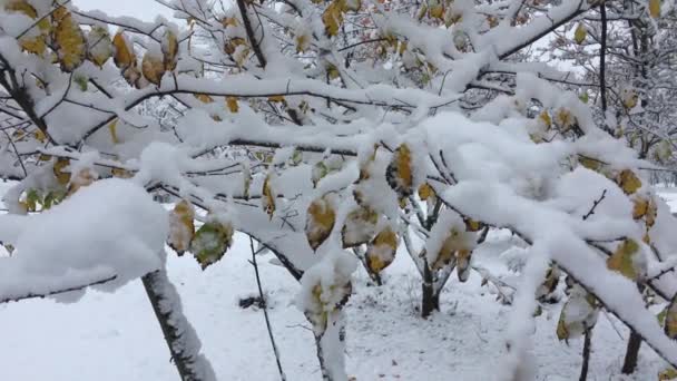 Branch with yellow leaves in the snow — Stock Video