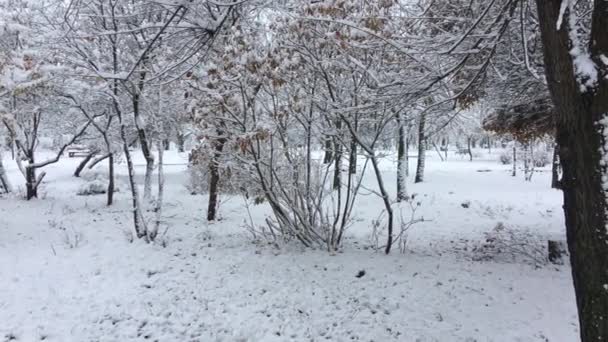 Ветка с желтыми листьями в снегу — стоковое видео