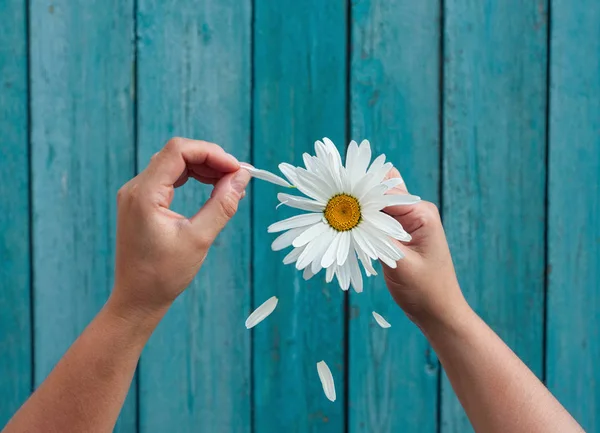 Two female hands hold in hand big white daisy petals and tear — Stock Photo, Image