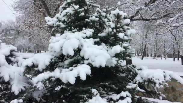 Велика ялина покрита товстим шаром снігу, повільний рух — стокове відео