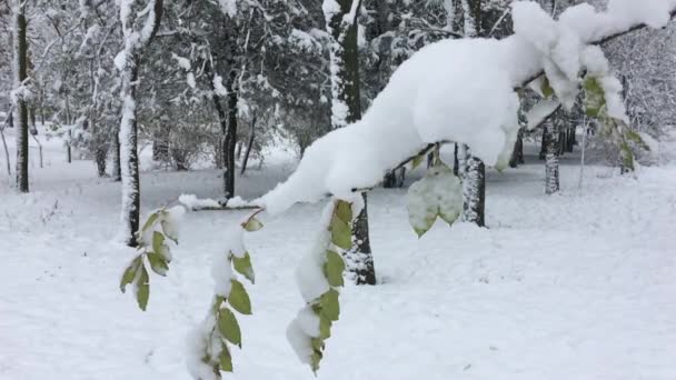 Ramo d'albero con neve, motion.mov lento — Video Stock