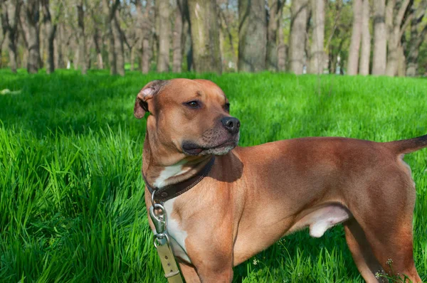 American Pit bull standing in the middle of green grass — Stock Photo, Image