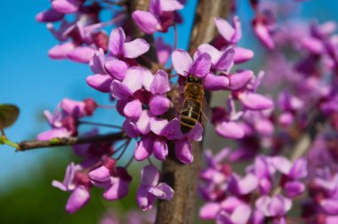 Şu yeni gelişen bir ağaç dalı arıya 