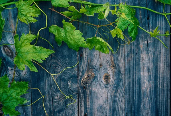 Μικρά πράσινα ΑΜΠΕΛΟ γκρι ξύλινη επιφάνεια — Φωτογραφία Αρχείου
