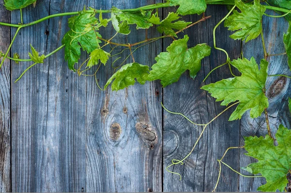 Młody zielony winogron winorośli na szarej powierzchni drewnianych — Zdjęcie stockowe