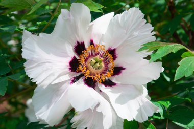 Büyük beyaz çiçek Şakayık ağaç 