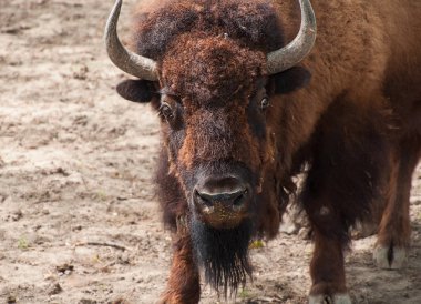 Büyük Amerikan kendini iple Bison