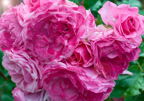 Ramo de rosas rosadas, primer plano —  Fotos de Stock