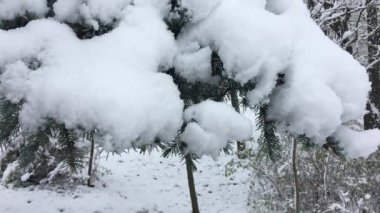 Şube büküm yedi kalın kar, kar