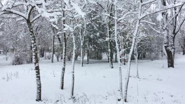 Parque da cidade na neve, dia de neve — Vídeo de Stock