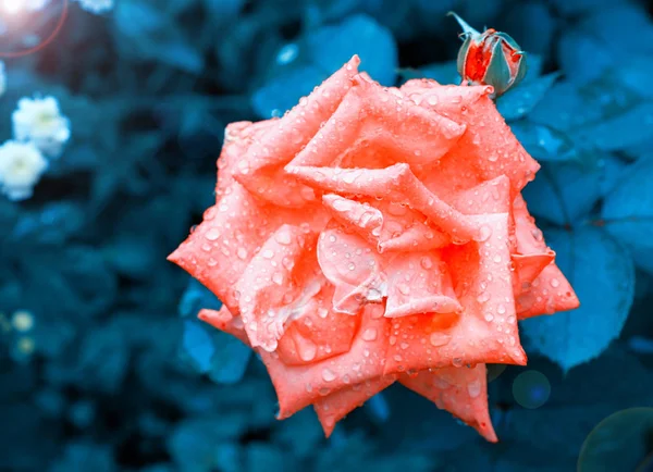 Rosa rosa nelle gocce di pioggia — Foto Stock