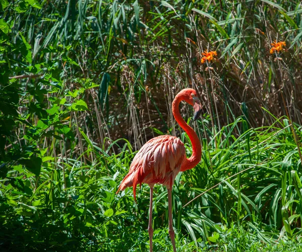 Pink flamingo in the green bushes — Stock Photo, Image