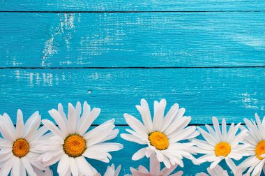 Tomurcukları büyük beyaz papatya mavi ahşap yüzeye