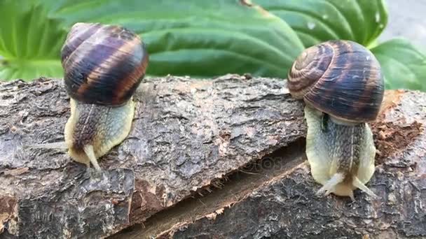 Dois caracóis rastejando no toco — Vídeo de Stock