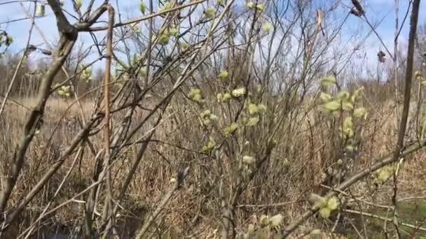 Willow bokor a folyó partján — Stock videók