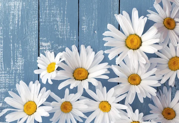 Blütenköpfe weiße große Gänseblümchen auf einer blauen Holzoberfläche — Stockfoto