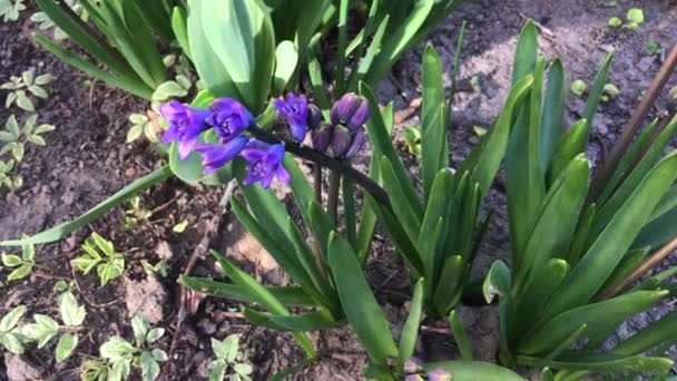 Purple flowering hyacinth grows in the garden