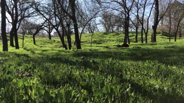 Vista nel parco primaverile, erba verde e alberi, vista dal basso — Video Stock