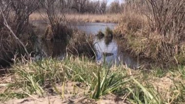 Kıyıdan nehire görüntülemek