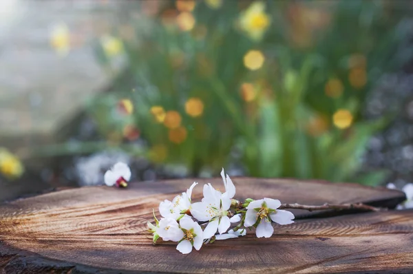 Tak van bloeiende amandelen ligt op een boomstronk — Stockfoto