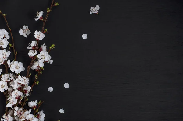 Flor de cerejeira, sobre uma superfície preta — Fotografia de Stock