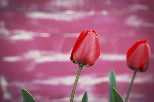 Tulipán rojo sobre fondo rosa borroso — Foto de Stock