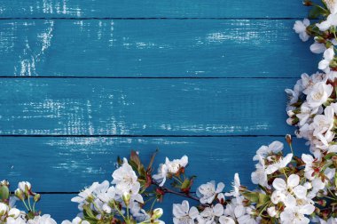 Mavi ahşap arka beyaz çiçekli bir kiraz ağacının dalını