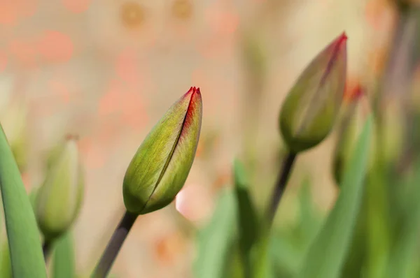 Bud van een niet-opening tulp op een onscherpe achtergrond met een bokeh — Stockfoto