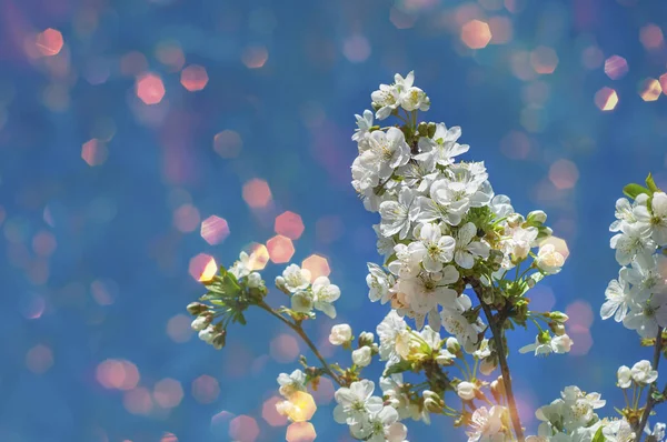 Ramo di un fiore ciliegio con fiori bianchi — Foto Stock