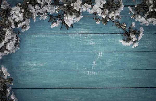 Rami di ciliegia bianca fiorente su una superficie di legno azzurra — Foto Stock