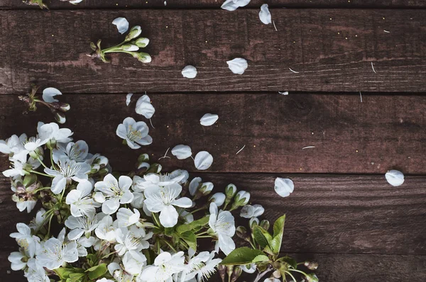 Ramo di ciliegio con fiori bianchi — Foto Stock