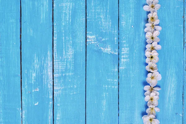 Mavi ahşap arka plan beyaz kiraz çiçekleri ile — Stok fotoğraf