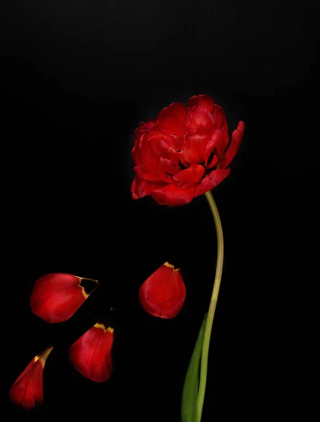 One red fluffy tulip with fallen petals — Stock Photo, Image
