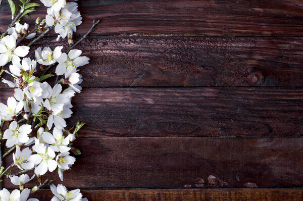 Flowering almond branch with white flowers 