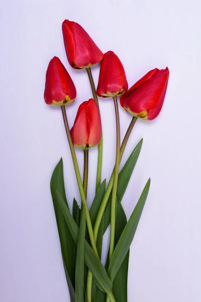 Ramo de tulipán rojo fresco — Foto de Stock