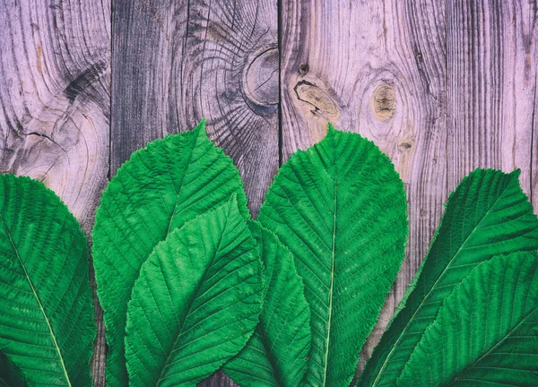 Πράσινα φύλλα ενός δέντρου κάστανων σε μια γκρίζα ξύλινη επιφάνεια — Φωτογραφία Αρχείου
