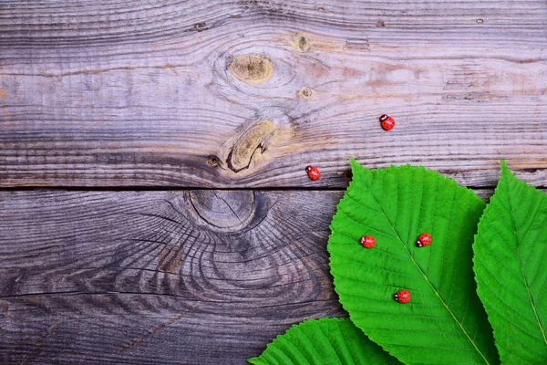 Liść zielony z kasztanowca w rogu na szarej powierzchni drewnianych — Zdjęcie stockowe