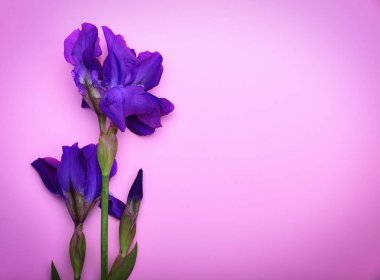 Pembe bir yüzey üzerinde bir mavi iris