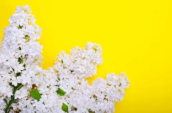 Rama blanca lila sobre una superficie amarilla —  Fotos de Stock